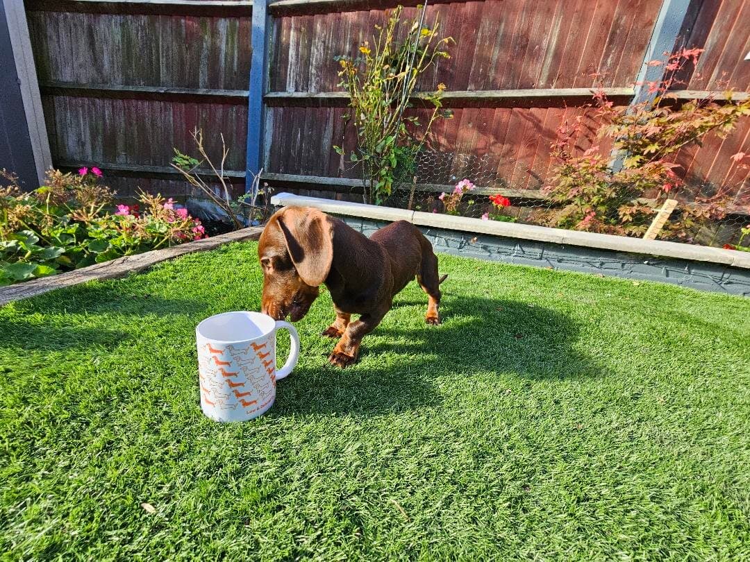 A dachshund enjoying a Low & Behold product