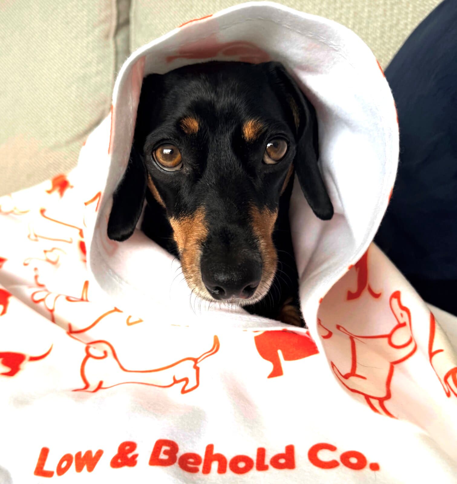 A dachshund enjoying a Low & Behold product
