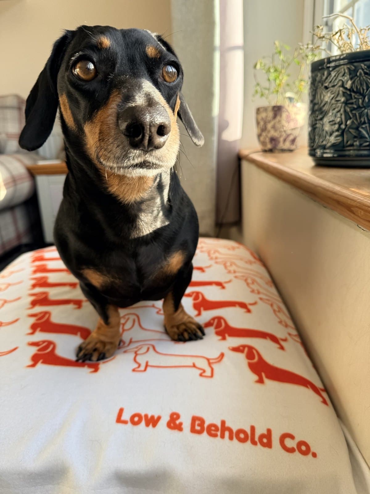 Signature Blanket